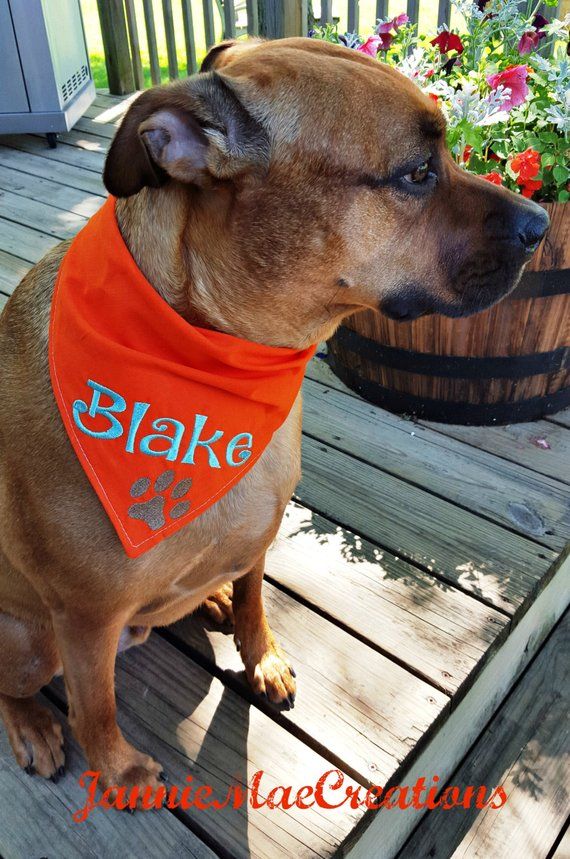Dog Collar Dog Person Gift Pet Gift Dog Bandana Bandana Personalized Dog Bandana Dog Lover Gift Custom Dog Bandana Dog Gift Dog Tag