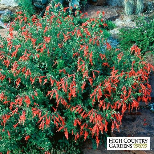 Zone Native Evergreen Plants Long Island Zone Native Evergreen Plants Long Island