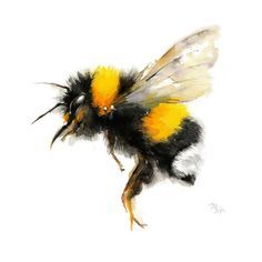 Hummel Hummel