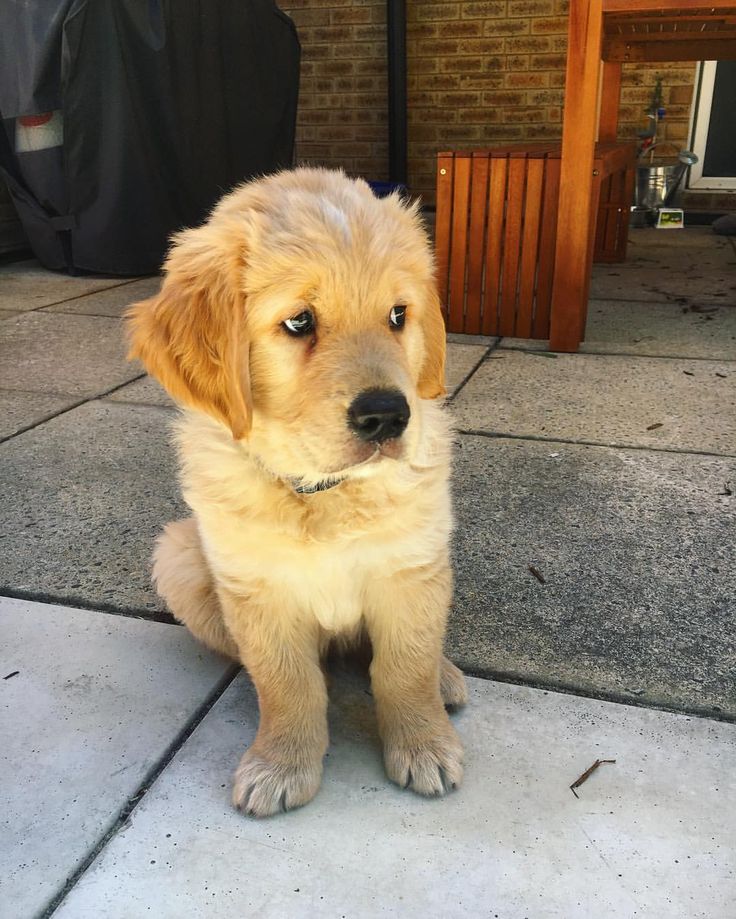 how big do golden cocker retrievers get 2360 best golden retriever images on animals golden retrievers and puppies how big do golden cocker retrievers get 2360 best golden retriever images on animals golden retrievers and puppies