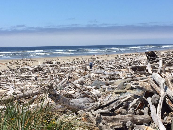 Driftwood Beach Oregon The Best Beaches In World Driftwood On The Oregon Coast Sand Sea Oats Shells Rocks Beach
