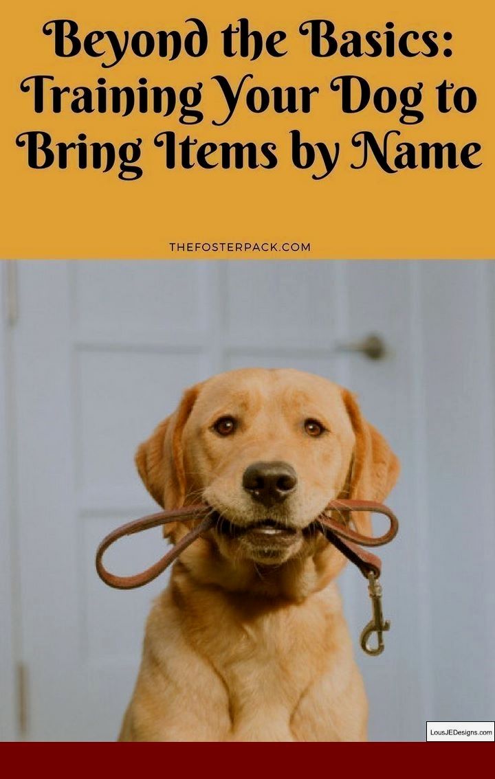 How To Teach Your Dog Not To Bark So Much And Pics Of How To Get A