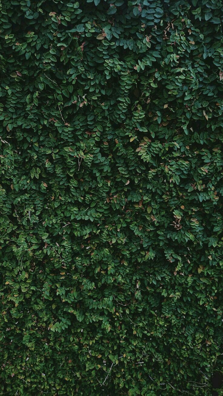 wallpaper texture textura nature green wall muro verde textura verde