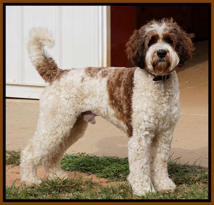 labradoodle puppies for sale in ga 25 beste idee 235 n labradoodle puppies op labradoodles speelgoed labradoodle puppies for sale in ga 25 beste idee 235 n labradoodle puppies op labradoodles speelgoed