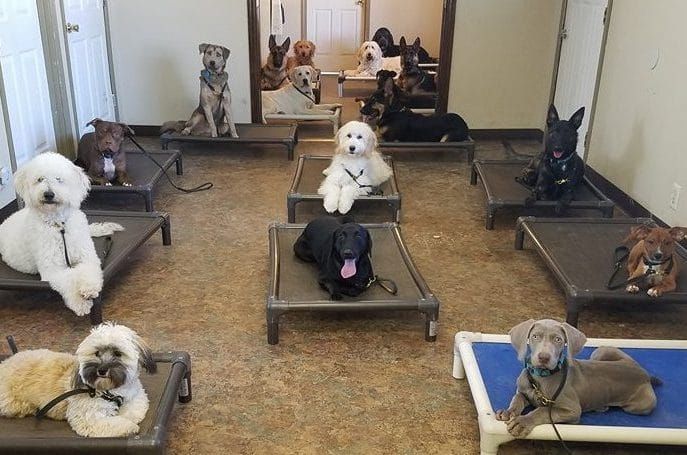 Thunderhawk Canine Llc Dog Training Boarding And Playcare