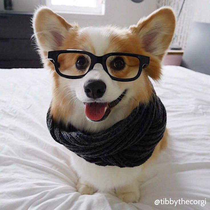 Discover Corgi Puppy Size Pembrokewelshcorgis Corgiaddict