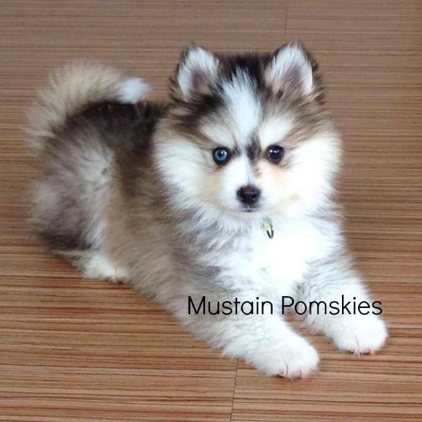 pomeranian husky mix puppies for sale best 25 pomsky for sale ideas on pomsky pomeranian husky mix puppies for sale best 25 pomsky for sale ideas on pomsky