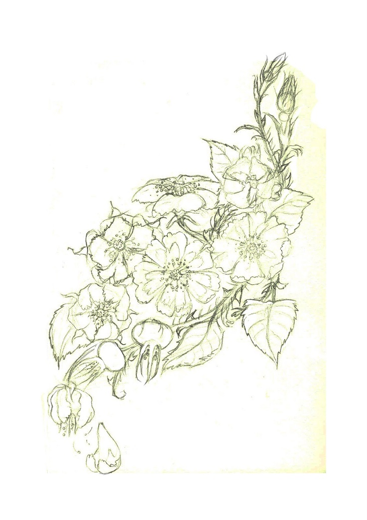 best 25 wild rose tattoo ideas on pinterest shoulder tattoo best 25 wild rose tattoo ideas on pinterest shoulder tattoo