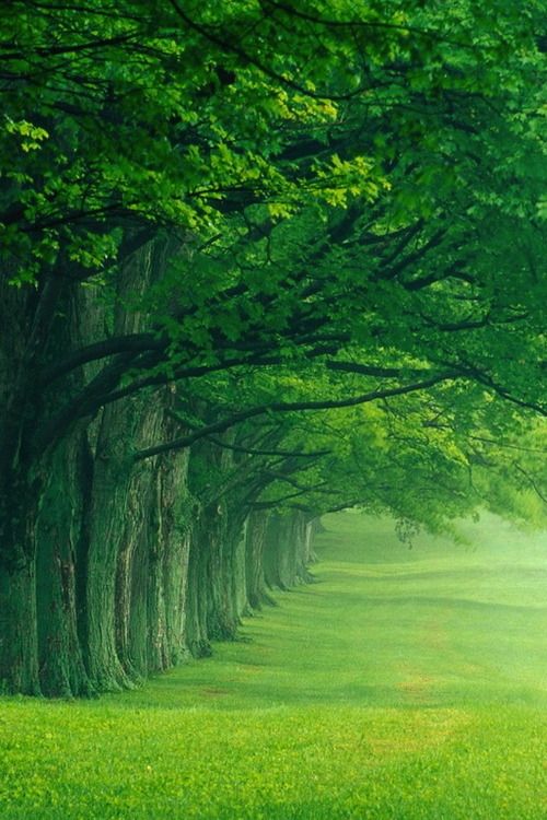 when i see trees like this i think of the gnomemobile song