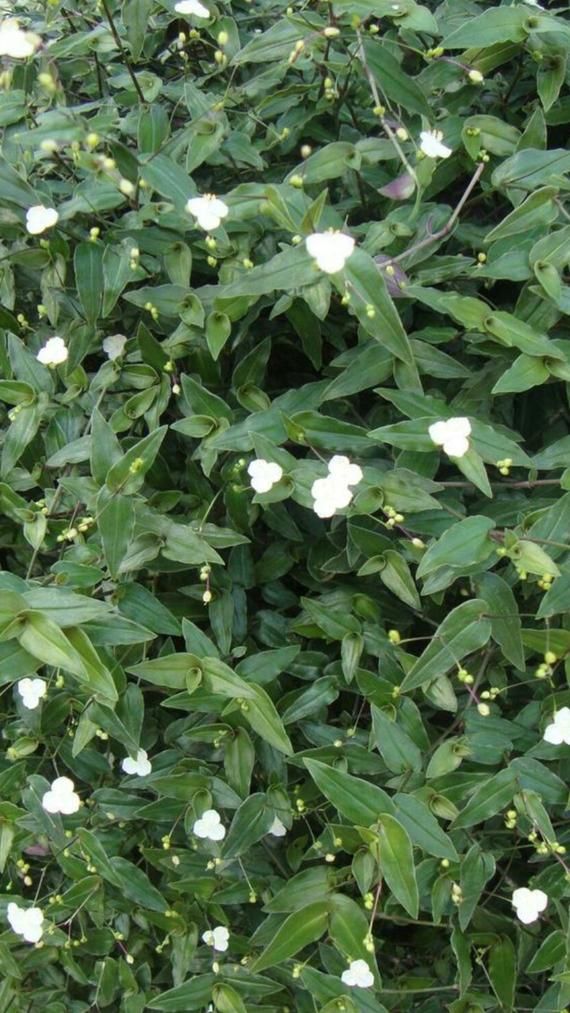 10 Commelina Gibasis Geniculata Tradescantia Fluminesis Bridal Image 3 Bridal Veil Plant Plant Cuttings Plants 10 Commelina Gibasis Geniculata Tradescantia Fluminesis Bridal Image 3 Bridal Veil Plant Plant Cuttings Plants