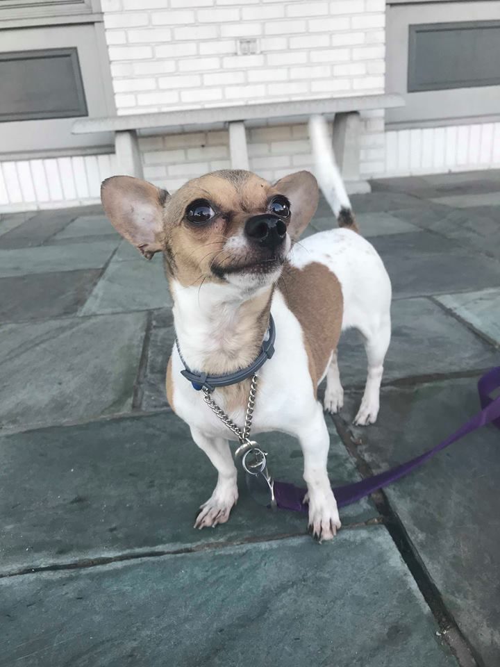 Pin On Adoptable Dogs