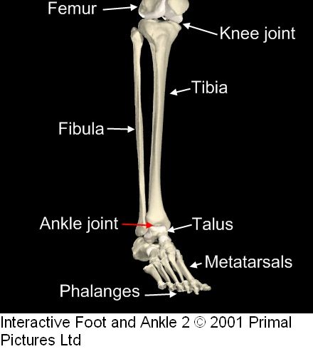 15 best anatomy images on Pinterest | Human body anatomy, Human anatomy