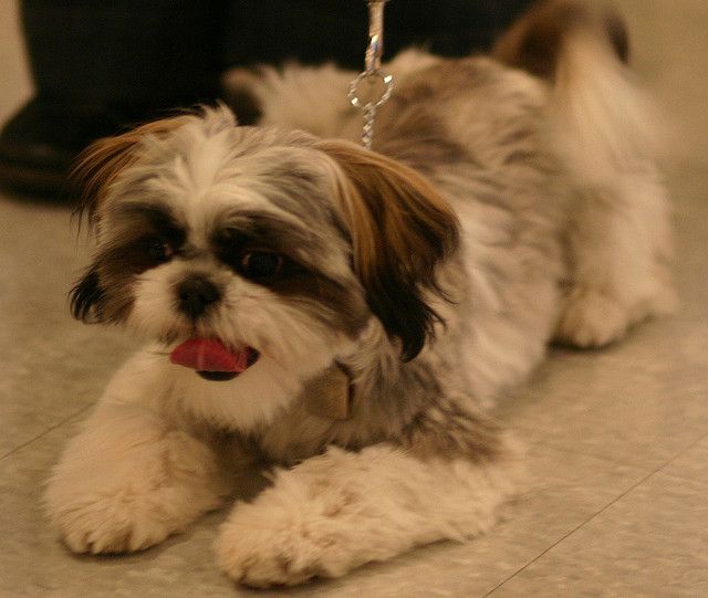 Dog Grooming School Calgary Dog Grooming School Calgary