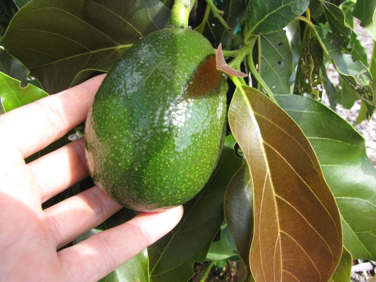 How to grow avocados indoors: Go-to methods that bear fruit | Grow