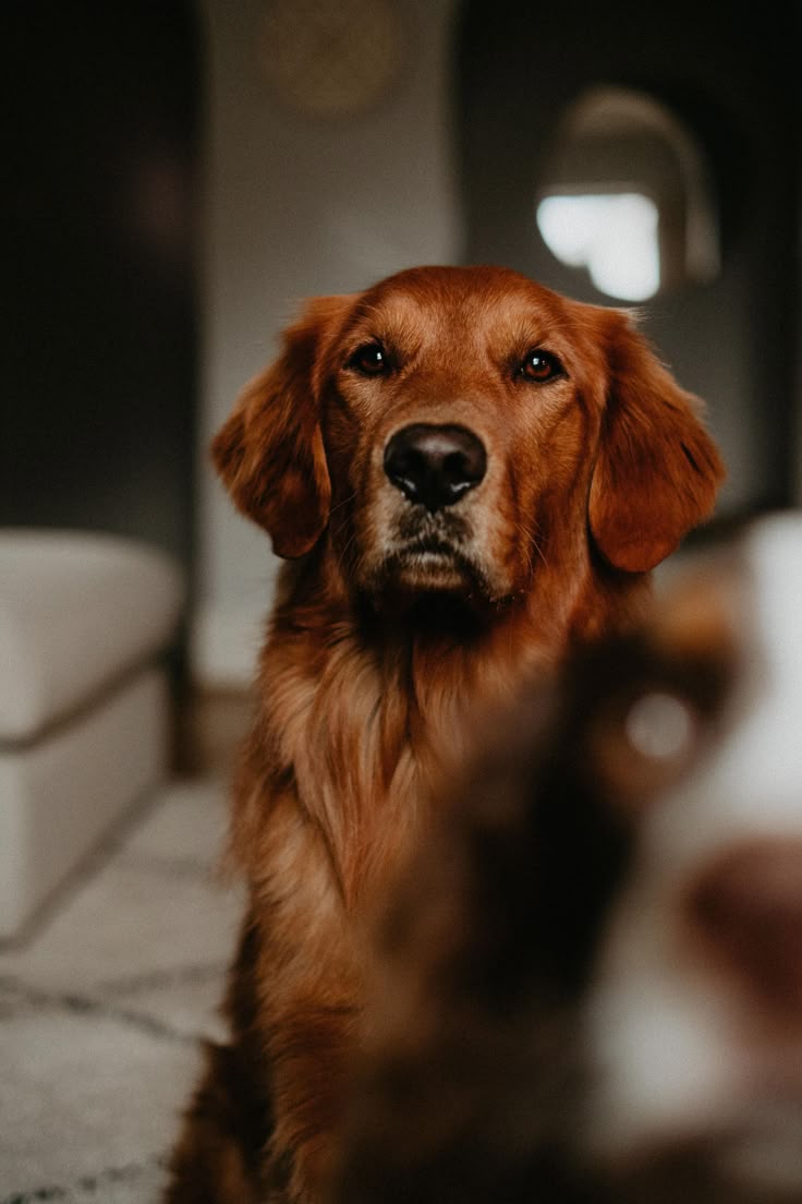 Pin on Golden Retriever | #goldenretriever