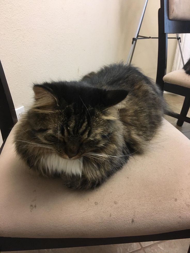 our cinnamon loaf kittens pinterest cinnamon loaf pet pet and our cinnamon loaf kittens pinterest cinnamon loaf pet pet and cat cat