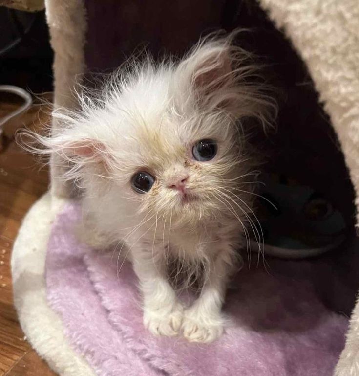 Scruffy 6 Week Old Kitten Becomes Overnight Sensation On TikTok In 2023 scruffy-6-week-old-kitten-becomes-overnight-sensation-on-tiktok-in-2023