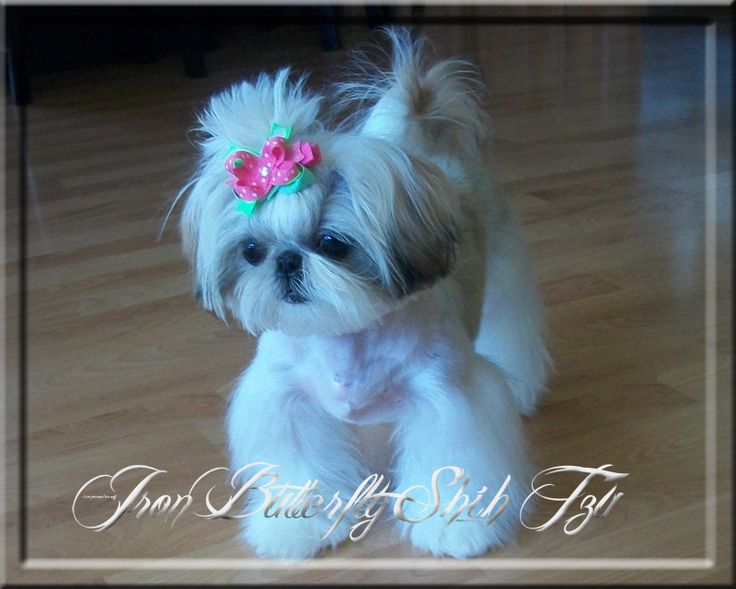 teacup shih tzu puppies for sale in pa 25 b 228 sta small puppies for sale id 233 erna p 229 mopsar mopsvalpar och teacup shih tzu puppies for sale in pa 25 b 228 sta small puppies for sale id 233 erna p 229 mopsar mopsvalpar och
