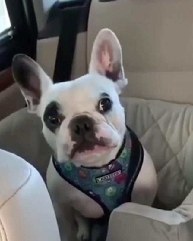 This Dog Is Arguing With His Owner Like A Child In Puberty Dogs