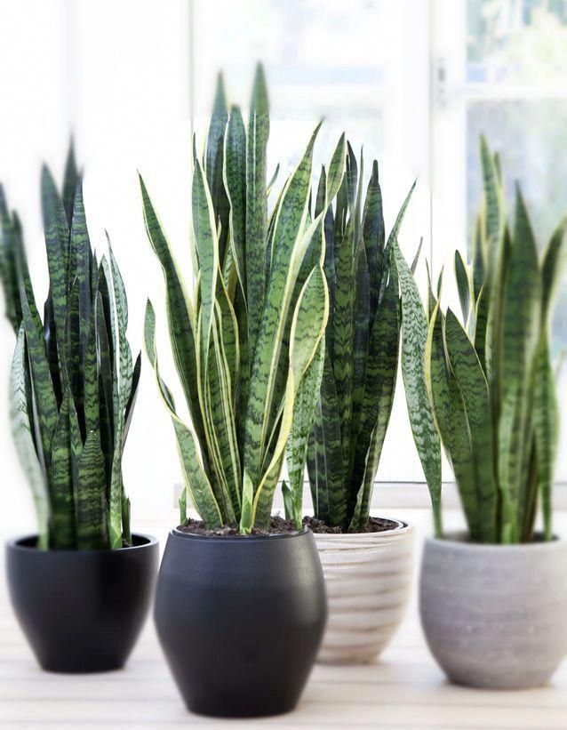 plantas de sombra para decorar interiores Plantasdecoracion Plant