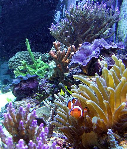 Madness Clam Coral Reefs Life Blue Mussel Sons