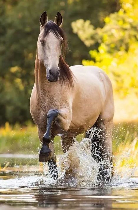 2076 best Equine Beaut...
