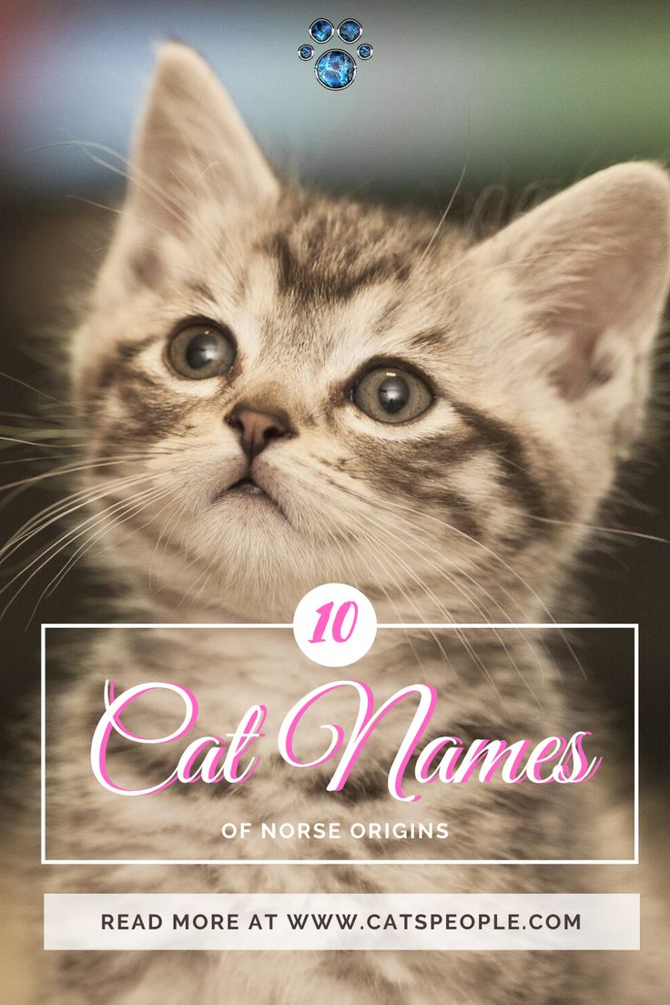 custom cat name tags