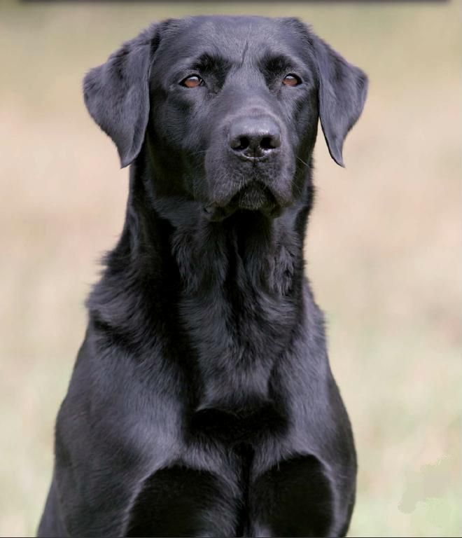 Les 25 meilleures idées de la catégorie Bébé labrador sur Les 25 meilleures idées de la catégorie Bébé labrador sur