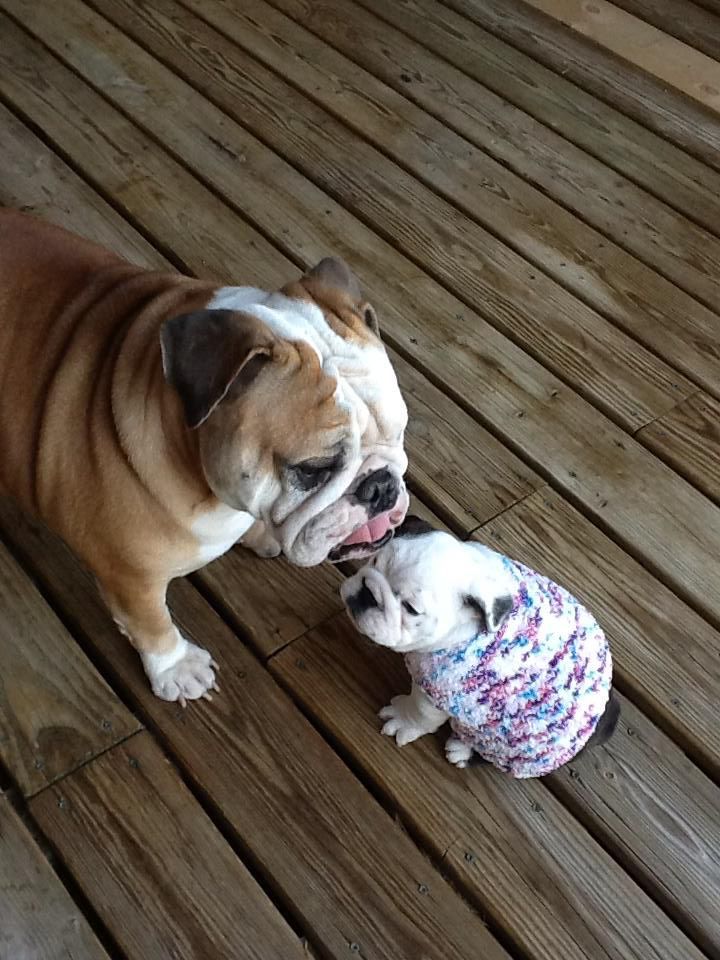 Pin By Patricia Ziegler On Bully Love English Bulldog