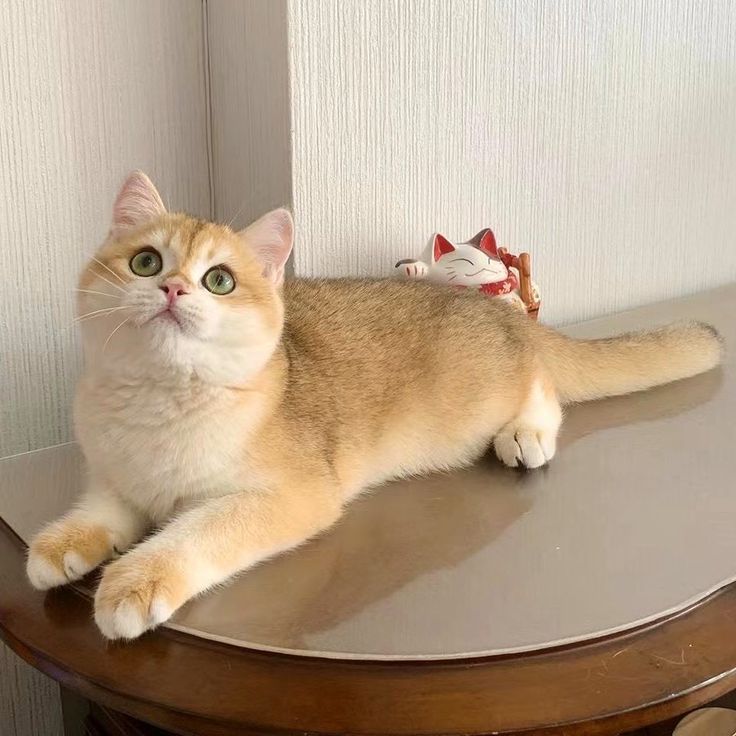 4 Months Old British Shorthair Kitty Cat Planning