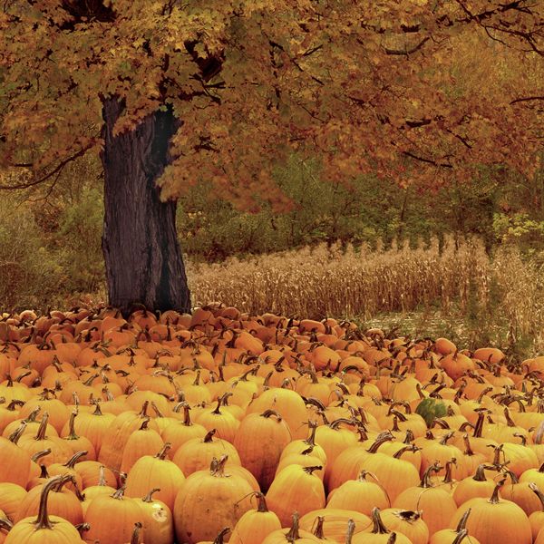 pumpkins in vermont landscape photograph for sale captured by charlie waite beautiful autumnal x landscape picture for sale from charlie waite photography - Fall Pumpkins pumpkins in vermont landscape photograph for sale captured by charlie waite beautiful autumnal x landscape picture for sale from charlie waite photography - Fall Pumpkins