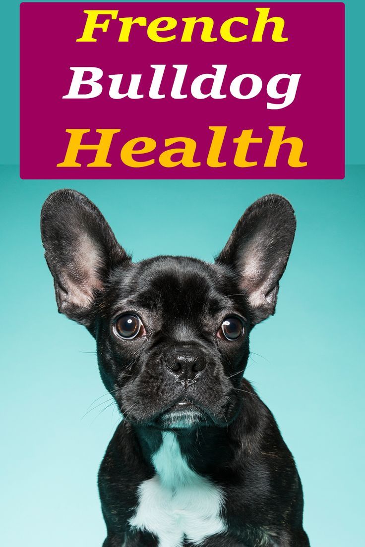 French Bulldog Health Concerns To Watch Out For Bulldog