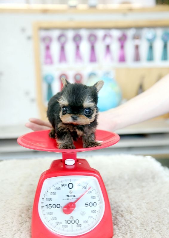 can yorkies eat nuts best 25 breeds list ideas on dogs of the world list and breeds can yorkies eat nuts best 25 breeds list ideas on dogs of the world list and breeds