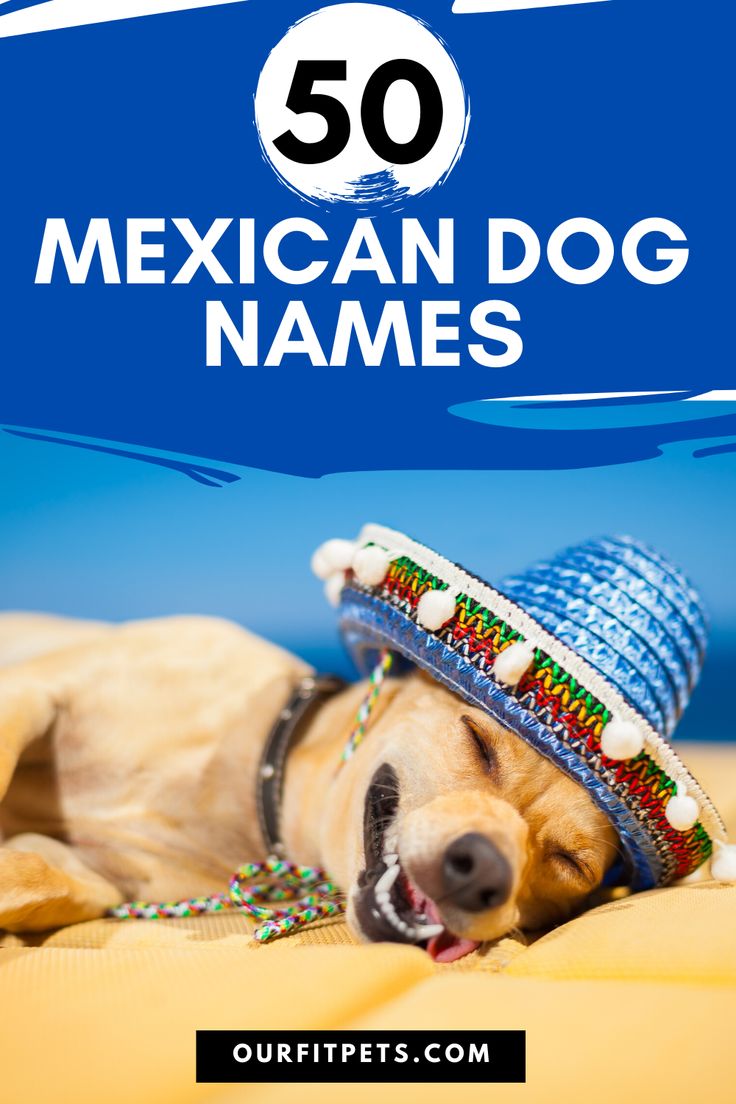50 Mexican Dog Names Our Fit Pets Dog Names Mexican Names Dogs 50-mexican-dog-names-our-fit-pets-dog-names-mexican-names-dogs