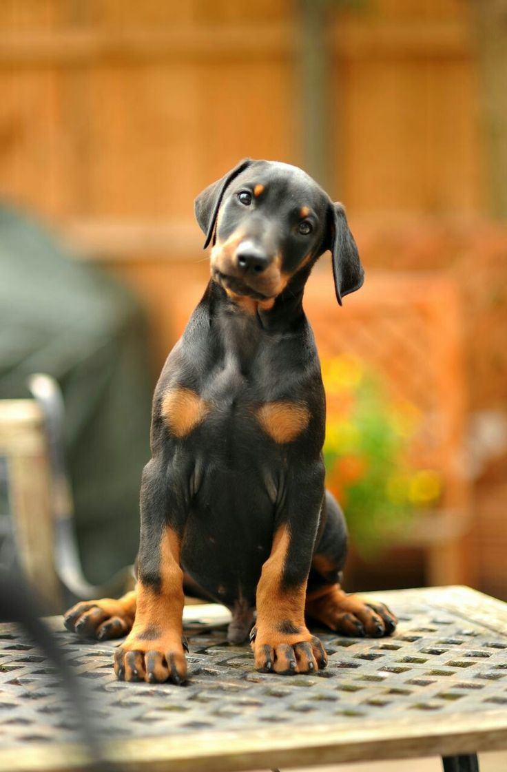 buy doberman puppies 3319 best dobermans images on doberman pinscher dobermans and doberman buy doberman puppies 3319 best dobermans images on doberman pinscher dobermans and doberman