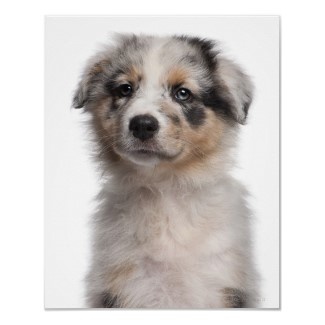 australian shepherd 5 months weight 83 best australian shepherds merle images on pinterest aussies australian shepherd 5 months weight 83 best australian shepherds merle images on pinterest aussies