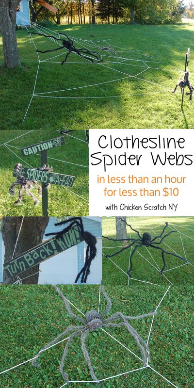 giant clothesline spider webs