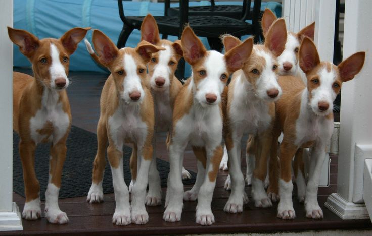 ibizan hound puppies wire ibizan hound litter sighthounds ibizan hound and ibizan hound puppies wire ibizan hound litter sighthounds ibizan hound and