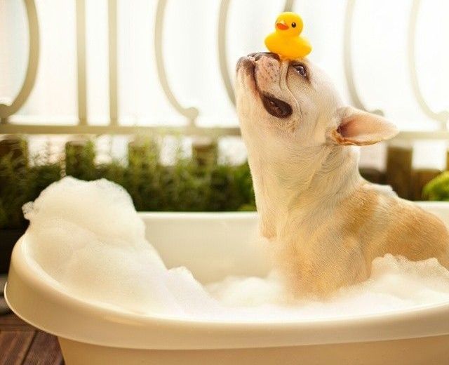 puppy of the day best 25 of the day ideas on room design traditional utility puppy of the day best 25 of the day ideas on room design traditional utility