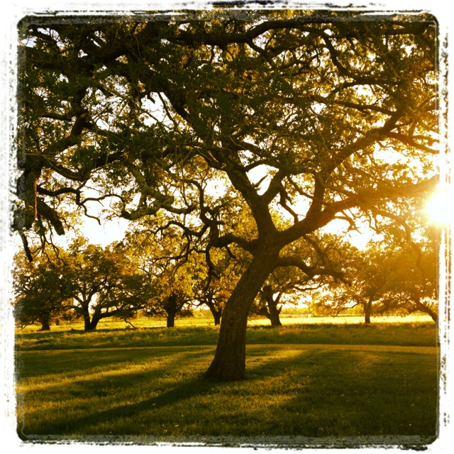 San Antonio in the spring. San Antonio in the spring.
