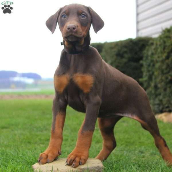 Felicity Doberman Pinscher Puppy Dobermanpinscherpuppy