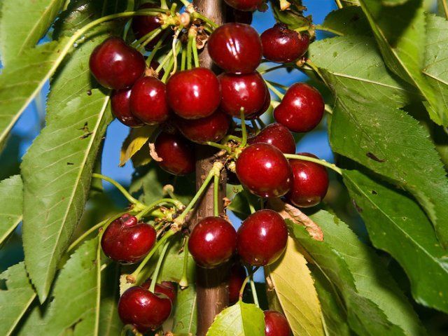 74 Best Mini Fruit Trees Images On Pinterest Tennessee Whole Nursery Black Tartarian Cherry Tree 19 99 Http Www