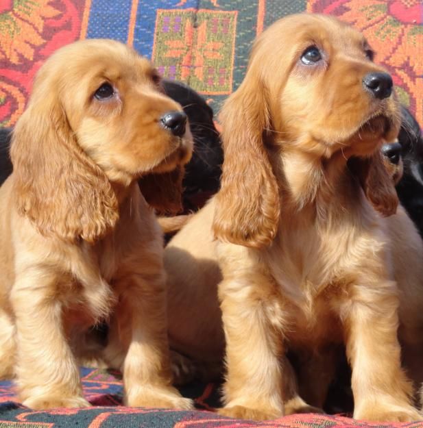 184 best cocker spaniel images on pinterest doggies american cocker spaniel size
