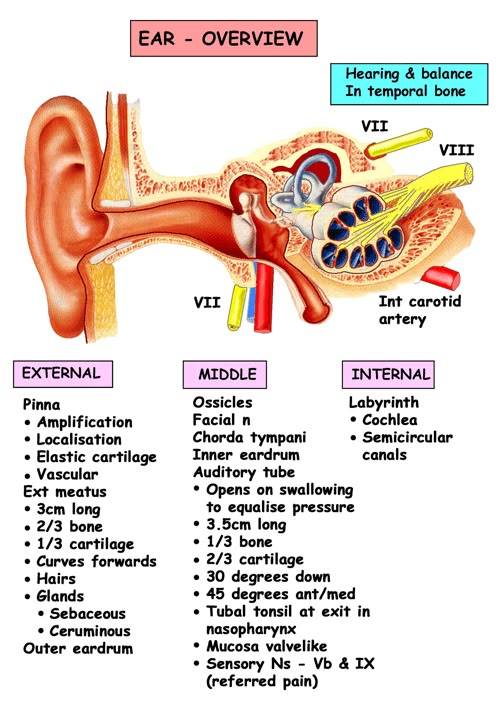 notes for nursing eyes and ear Remote nursing certified practice adult decision support tool: ear, nose and throat assessment watery eyes. notes for nursing eyes and ear Remote nursing certified practice adult decision support tool: ear, nose and throat assessment watery eyes.