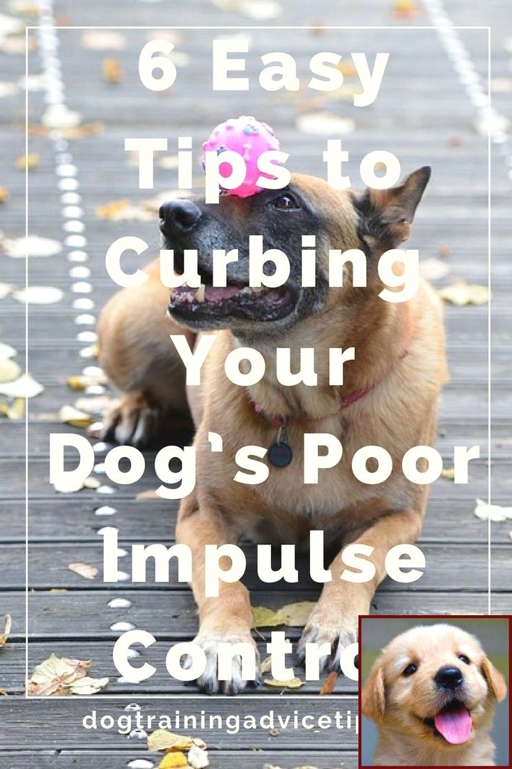 House Training A Puppy In Winter And Dog Training Classes South