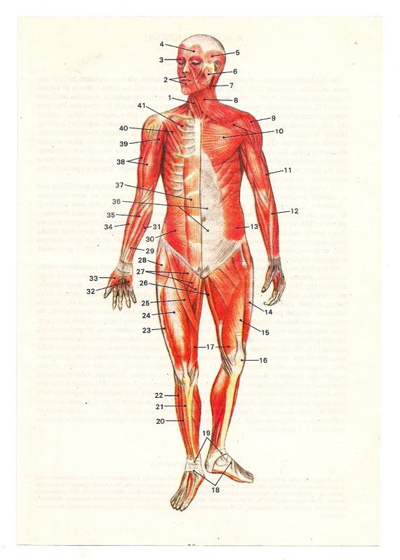 45 best Vintage Medical Charts\/Prints images on Pinterest Human - medical charts 45 best Vintage Medical Charts\/Prints images on Pinterest Human - medical charts