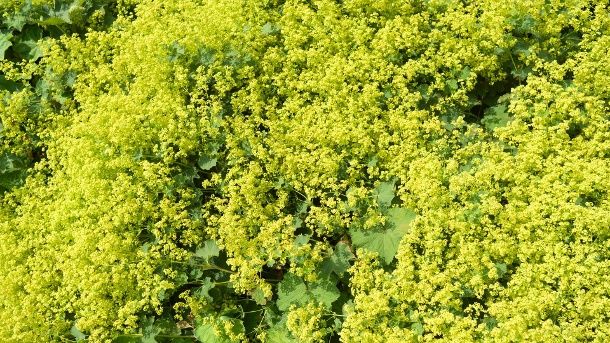 206 best Pflanzen images on Pinterest Decks, Flower beds and - gartenpflanzen winterhart immergrun 206 best Pflanzen images on Pinterest Decks, Flower beds and - gartenpflanzen winterhart immergrun