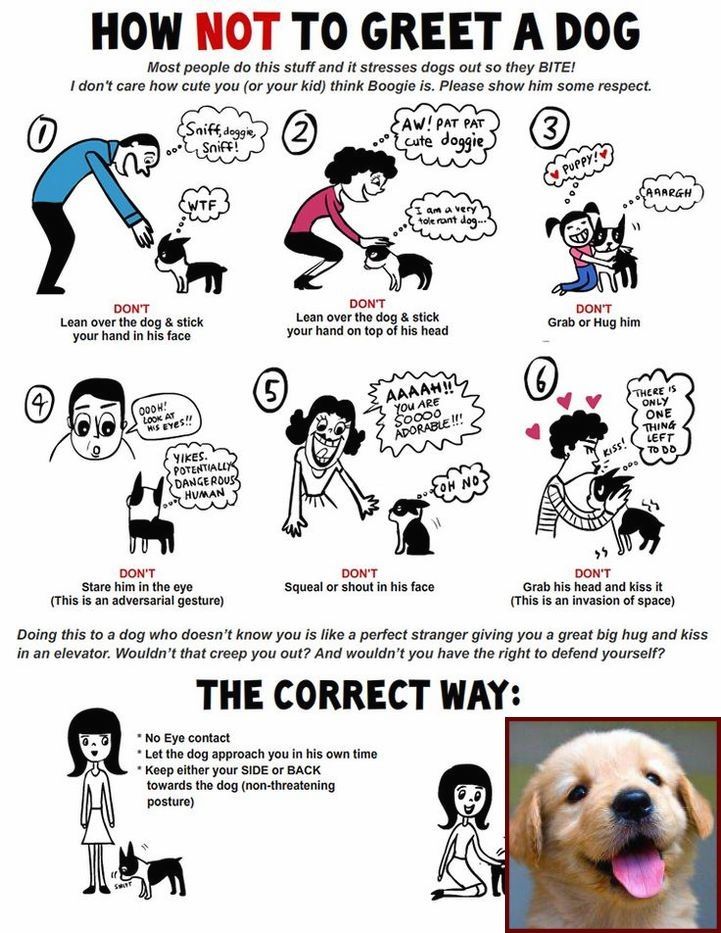 1 Have Dog Behavior Problems Learn About House Training Your