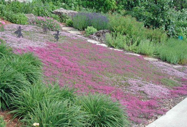 thyme ground cover backyard thyme ground cover backyard