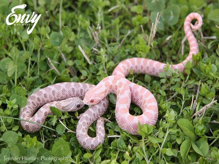 best 25 scary snakes ideas on pinterest snake snake best 25 scary snakes ideas on pinterest snake snake